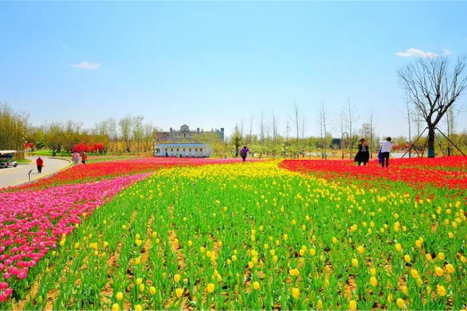 天颐湖旅游风景区泰山花海景区