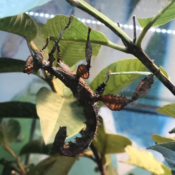 上海大自然野生昆虫馆有限公司