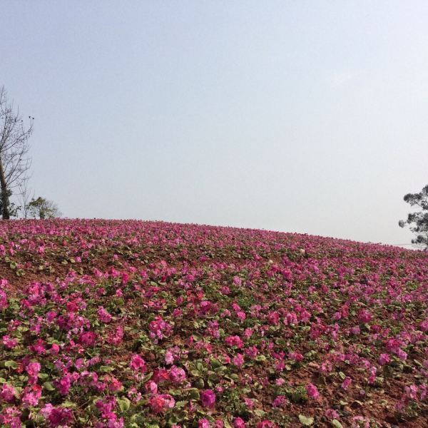 兴隆花海