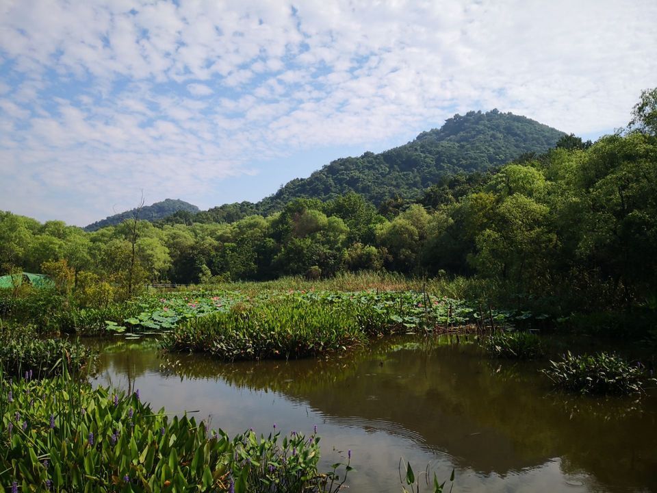 江洋畈生态公园位于杭州市西湖区凤凰山路延伸段虎玉路山腰上(八卦田