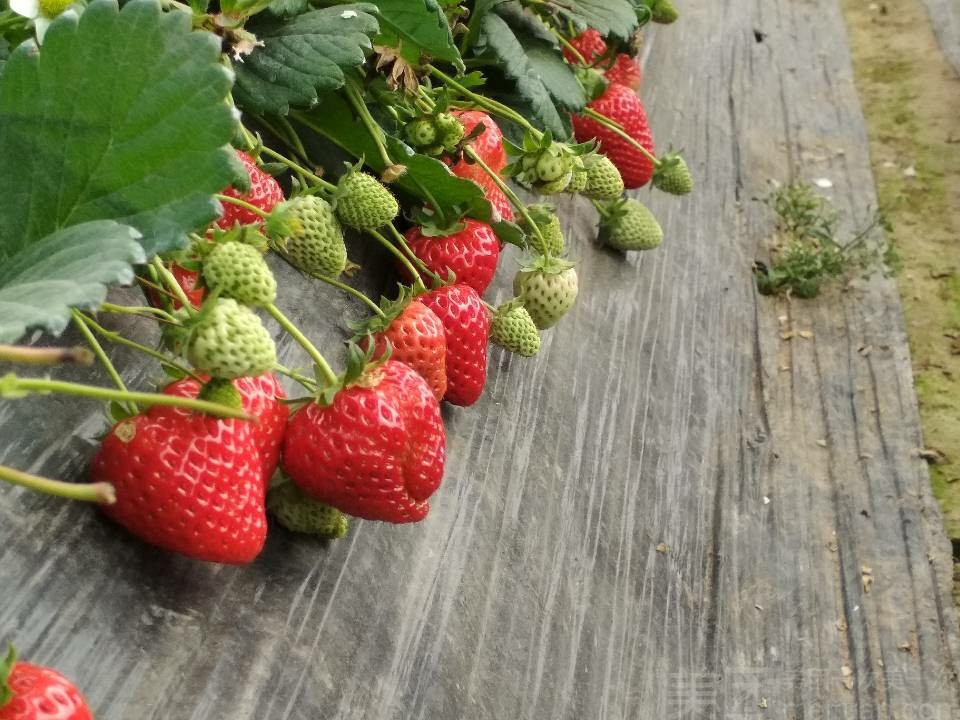 白家果园草莓采摘园