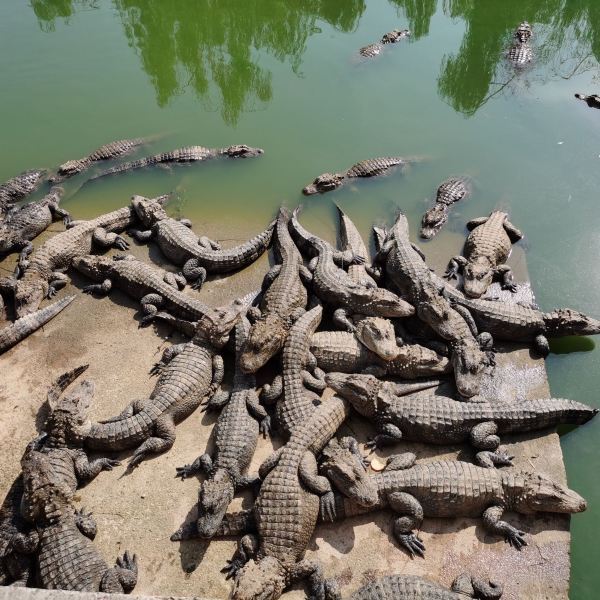 【中国鳄鱼湖风景区】中国鳄鱼湖风景区门票,中国鳄鱼