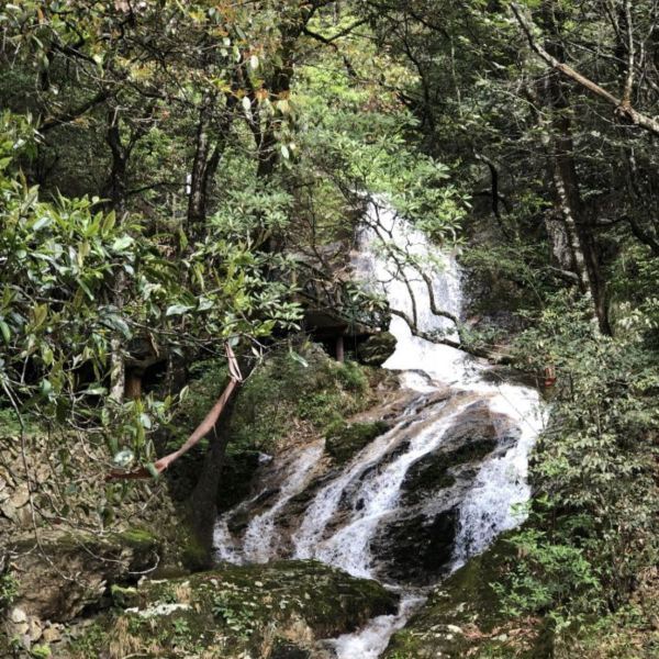 丽水市 休闲娱乐 景点公园 景点 > 百山祖自然风景保护区