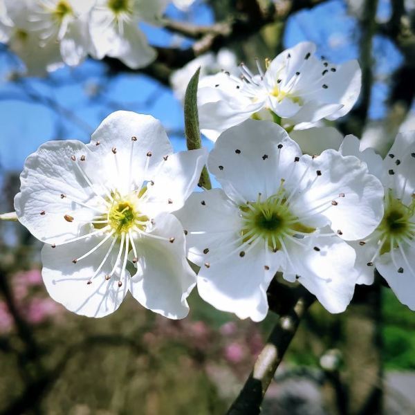 梨花溪风景区