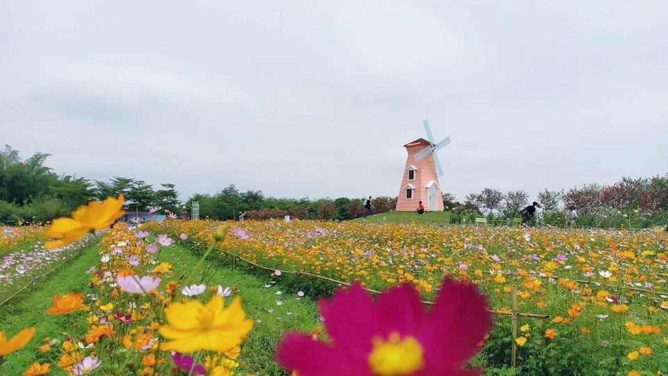 惠州紫溪半岛花海世界