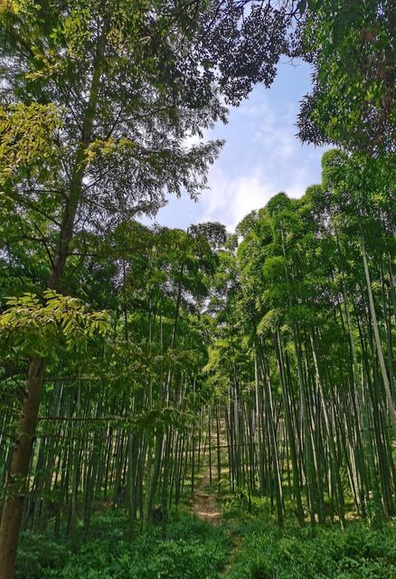 东明山森林公园图片