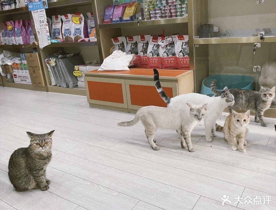 【缘宿命咖啡猫咖店】缘宿命咖啡猫咖店电话,缘宿命