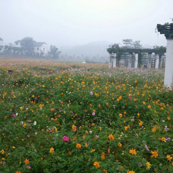 荆溪花海