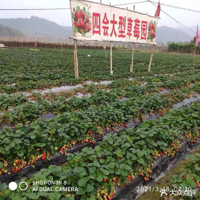 四会大型草莓园