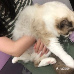 首页>武汉市>生活服务>宠物服务>猫先生之家·猫舍·撸猫馆(江宸天街