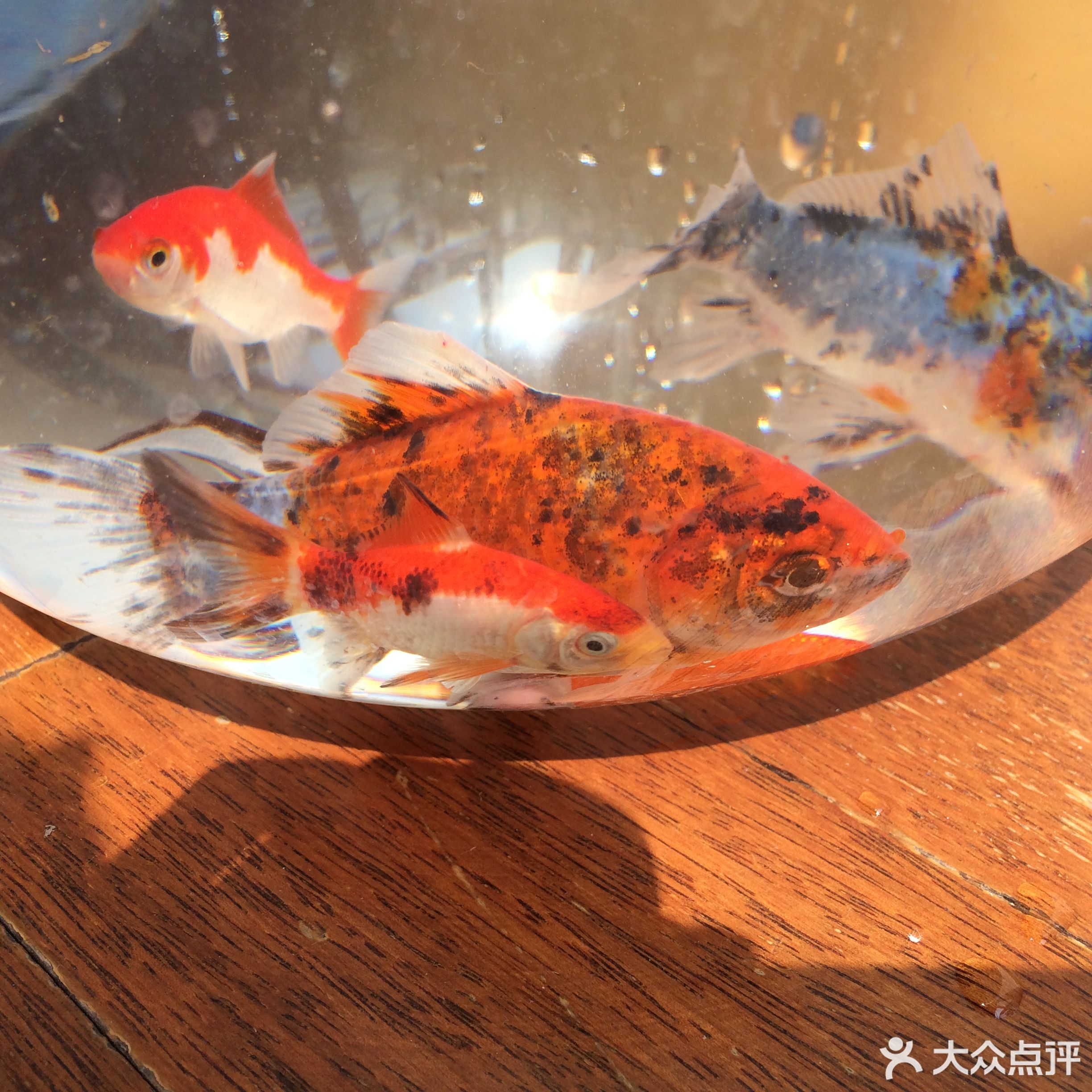              鱼门望族水族馆
