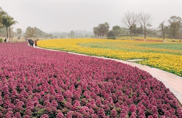 自贡花海