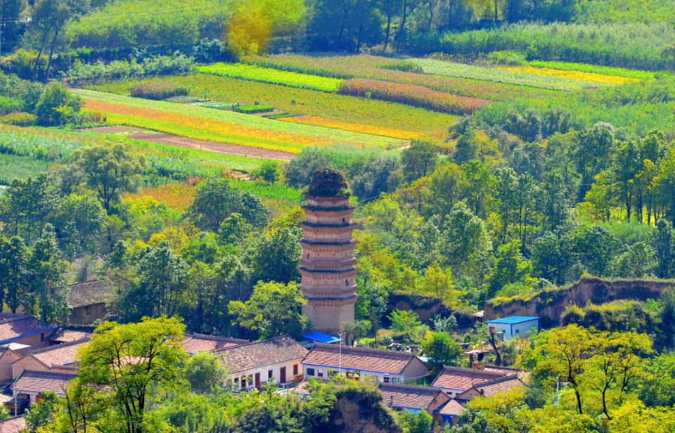 黄河古象森林公园