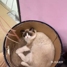 首页>武汉市>生活服务>宠物服务>猫先生之家·猫舍·撸猫馆(江宸天街