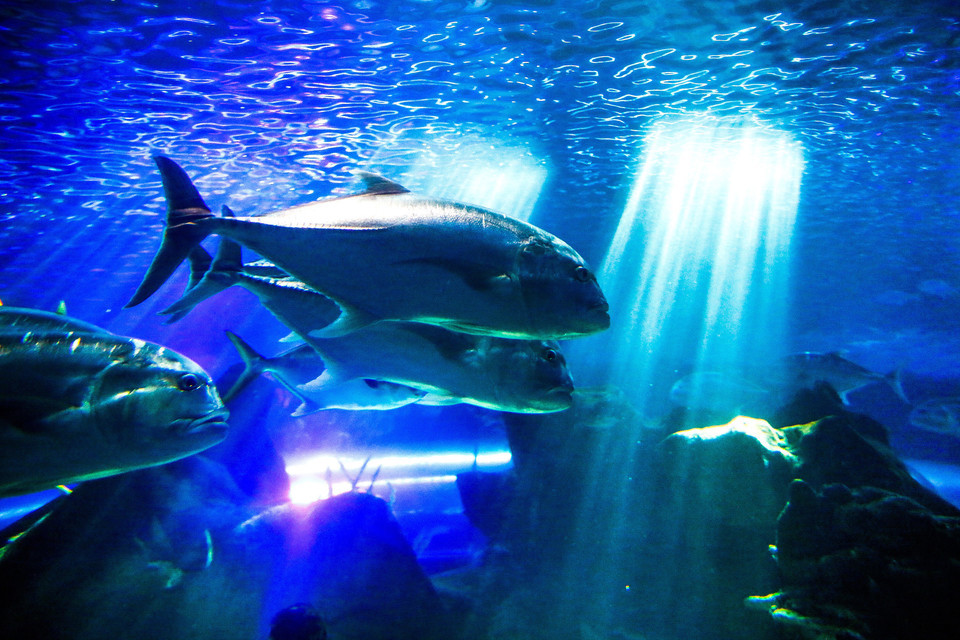 壁纸 海底 海底世界 海洋馆 水族馆 桌面 960_640