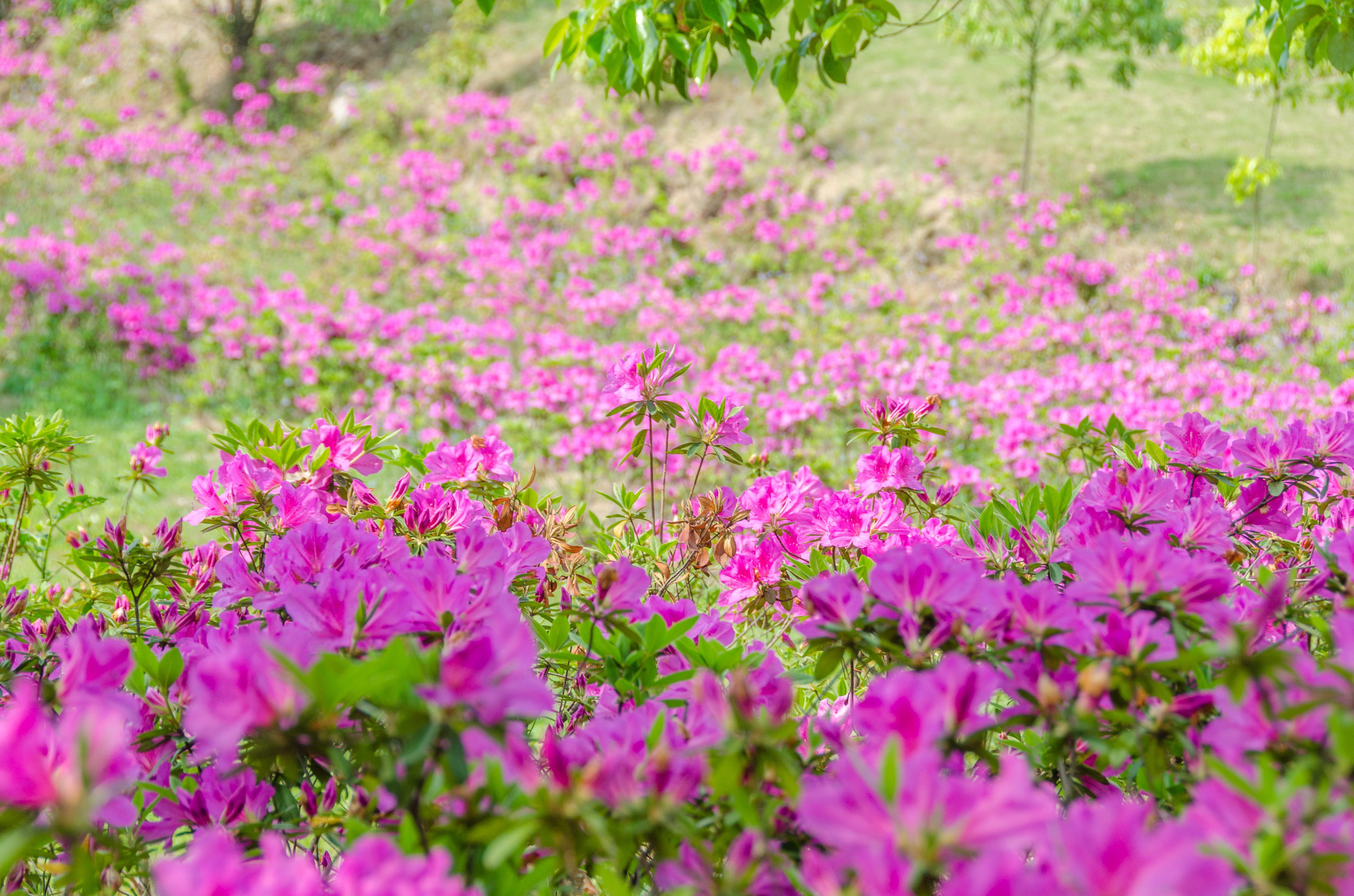 杜鹃谷风景区