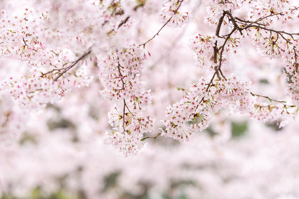 tt梦幻小妖:叫樱花公园,确实也是中日友好的一个见证,公园樱花是日本