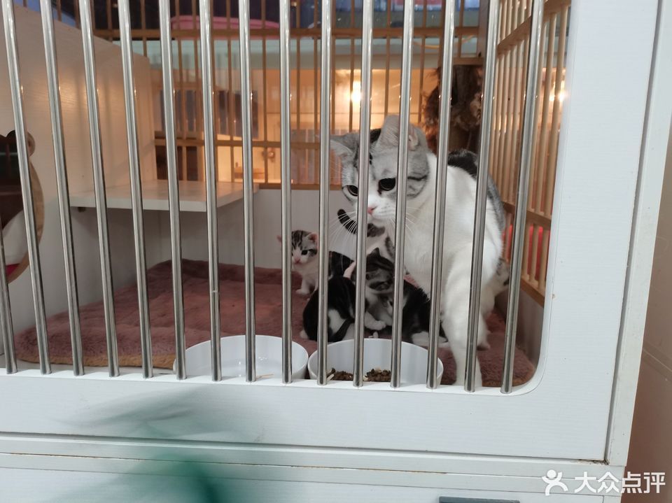 徐州猫王猫舍总店