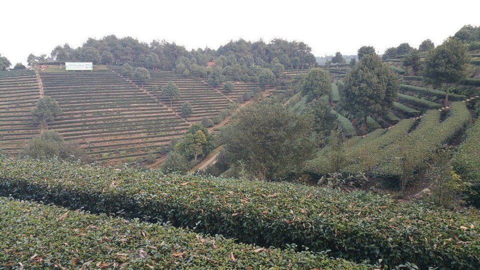 夹江天福服务区观光茶园
