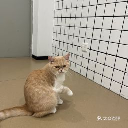 首页>武汉市>生活服务>宠物服务>猫先生之家·猫舍·撸猫馆(江宸天街