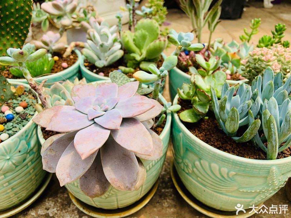 石家庄植物园-花卉市场