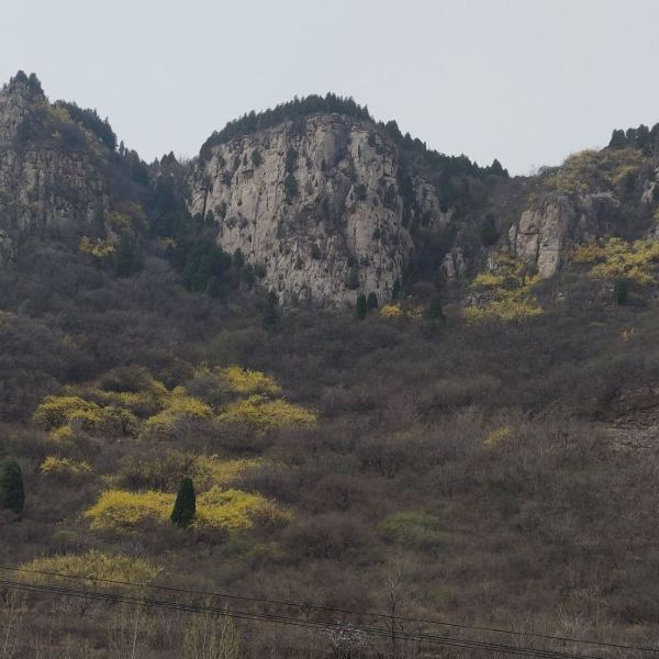 太行黄花山