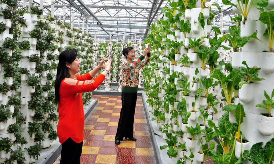 临沂市 休闲娱乐 景点公园 > 兰陵国家农业公园 标签: 推荐菜: 分类
