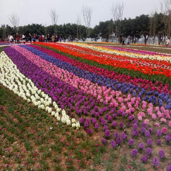 自贡市 休闲娱乐 景点公园 花语人间