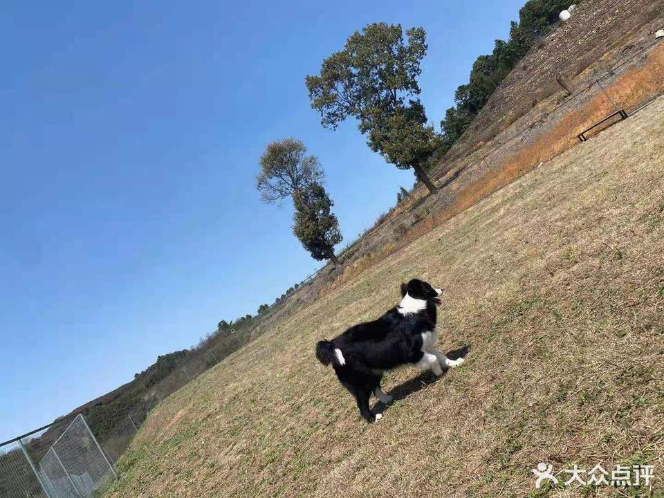 杭州春田汪汪宠物乐园