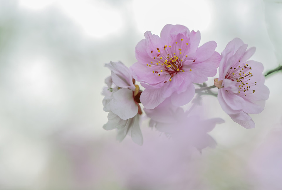 tt梦幻小妖:叫樱花公园,确实也是中日友好的一个见证,公园樱花是日本
