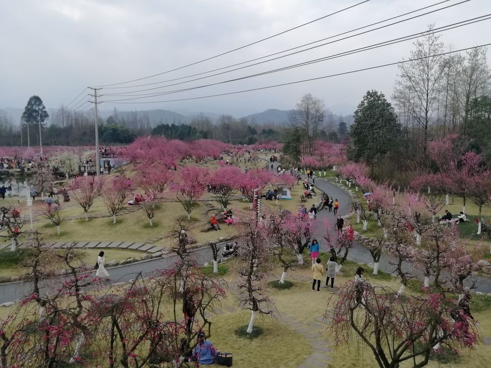 问花村