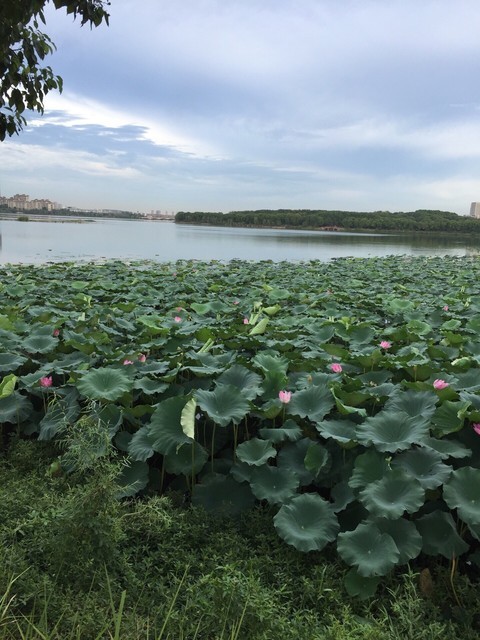 首页>阿里地区>武汉江夏景点