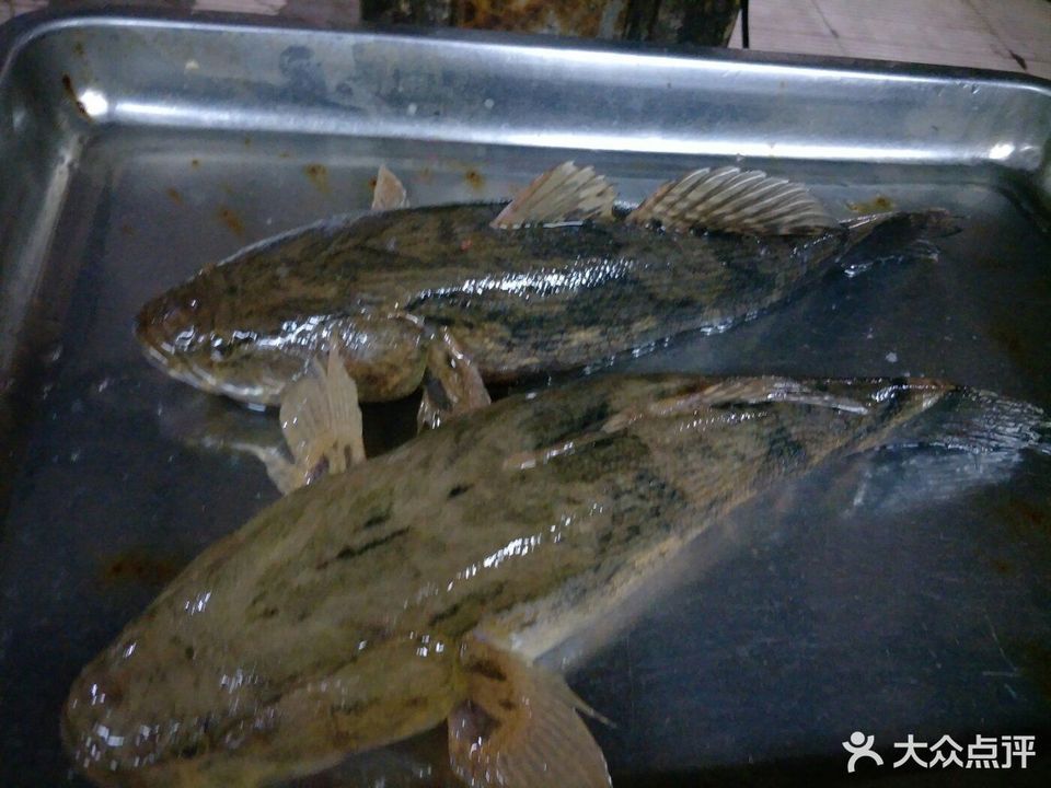 筍殼魚圖片