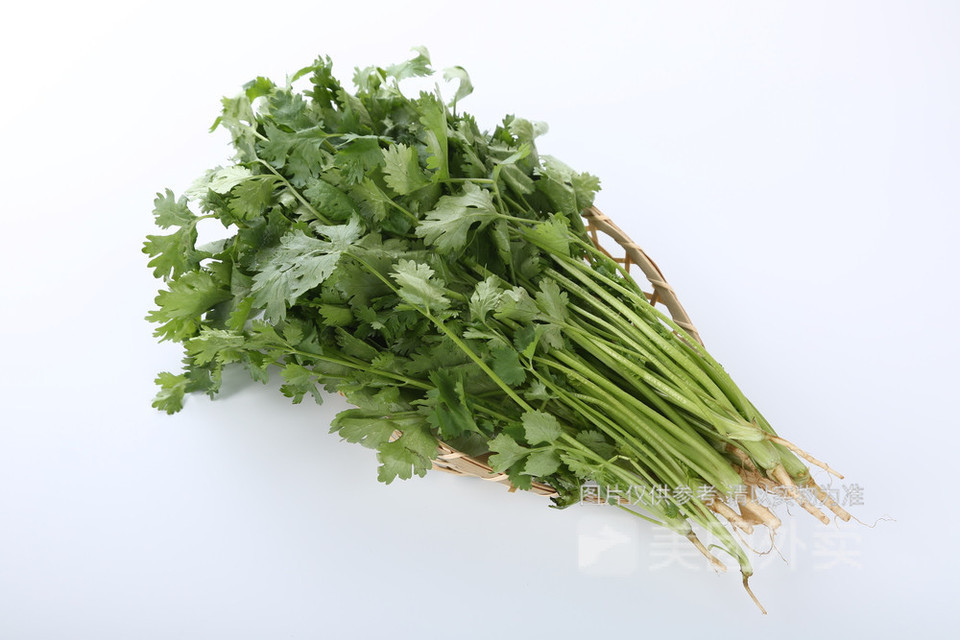 香菜图片
