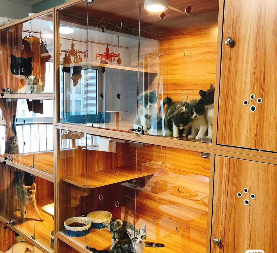 喵星人猫舍の猫咪专卖店(宠物猫店)