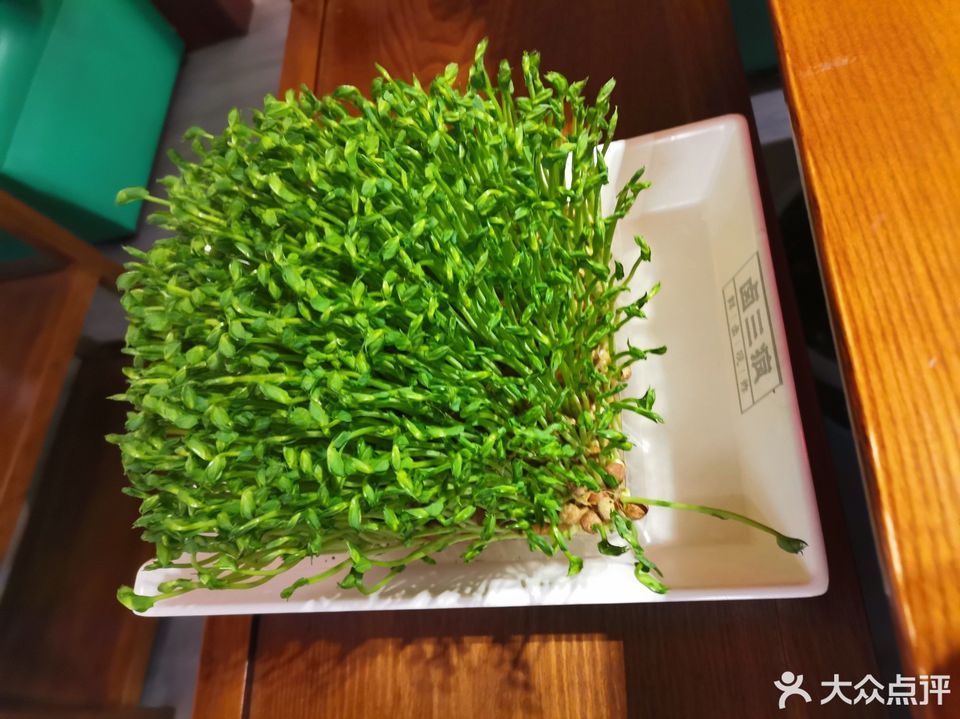 特色活体豆苗图片