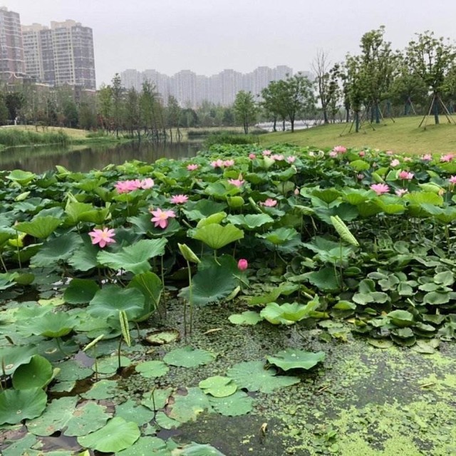 南京市 休闲娱乐 景点公园 > 南京市仙林湖公园标签: 推荐菜: 分类