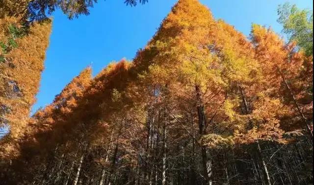 毛栗冲森林公园