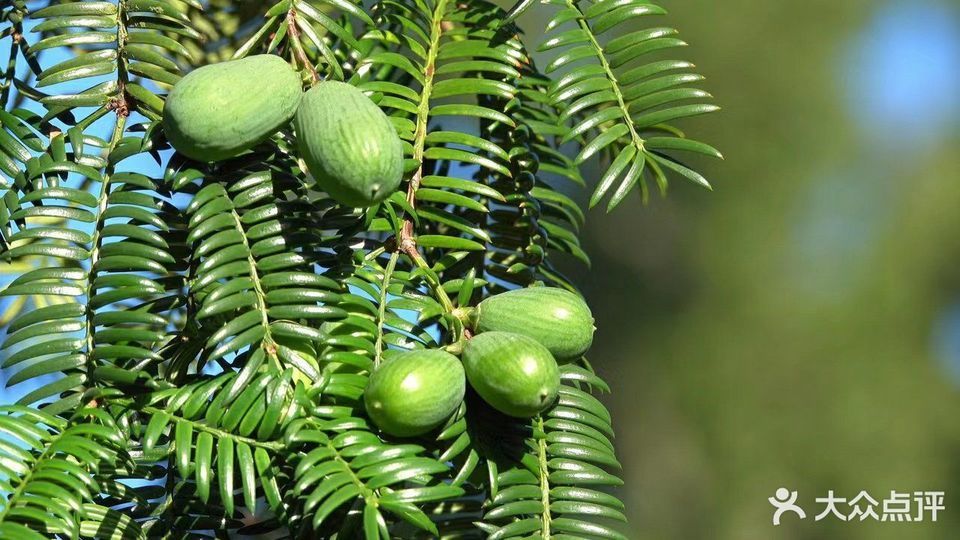 中国冠军香榧(佑圣观路店)