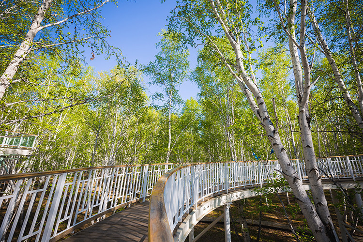 【白桦林景区】白桦林景区门票,白桦林景区游玩攻略