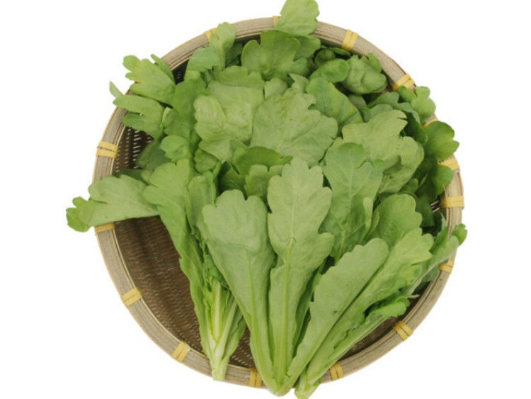 大叶蓬蒿菜图片