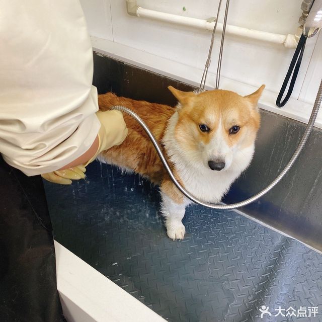 奈克斯宠物生活会馆