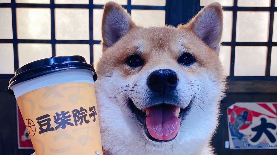 豆柴院子柴犬主题咖啡馆