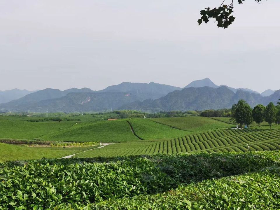 英德茶趣園門票