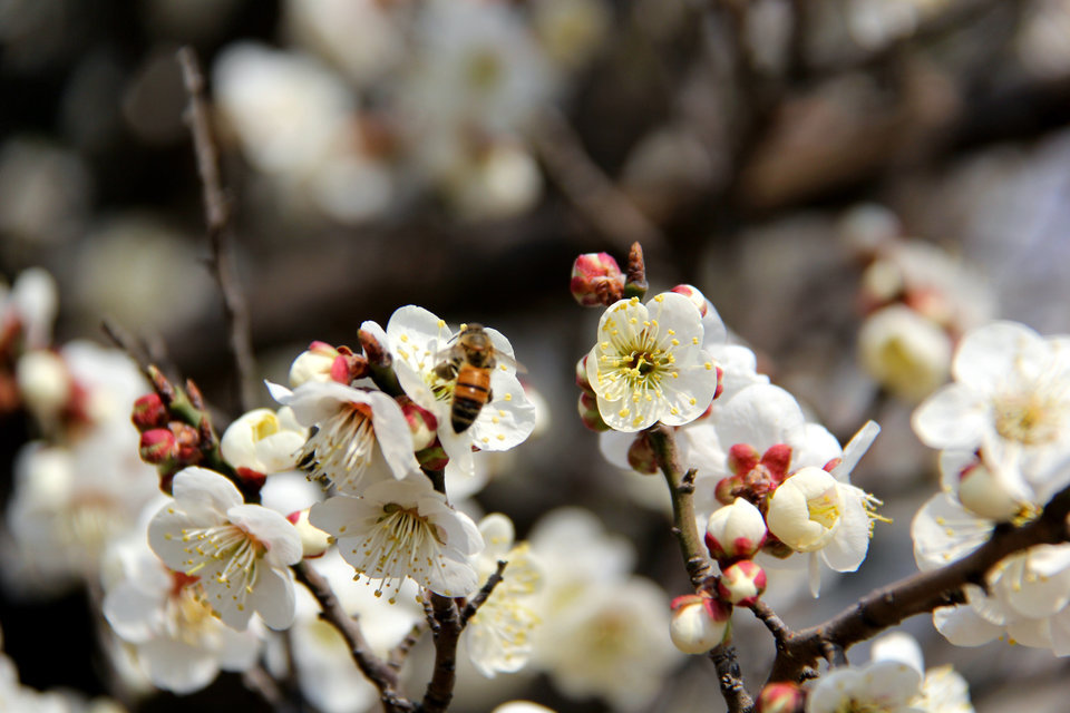 青岛禽鸣苑十梅庵公园