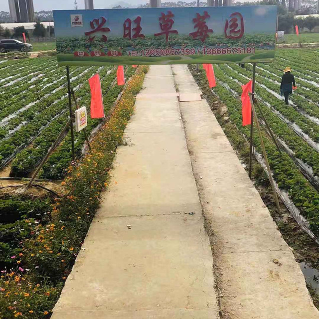 兴旺草莓园图片