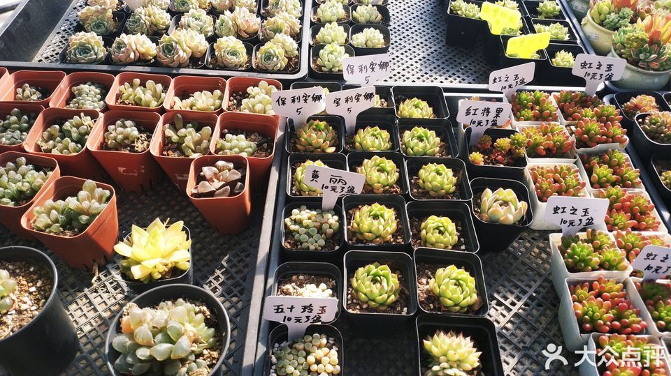 上海市最大的花卉市场地址