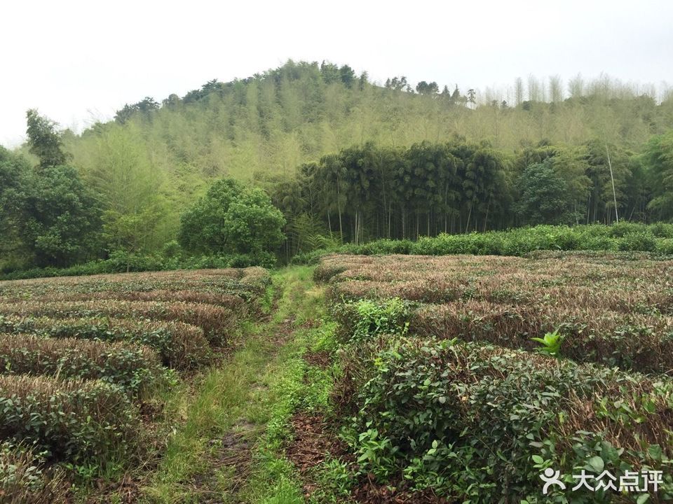 顾渚尧峰农家乐