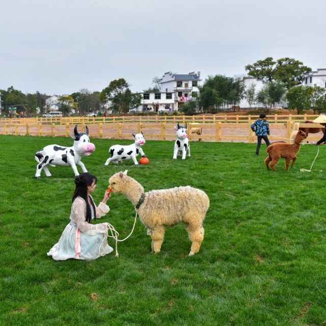 夏阳阳光牧场