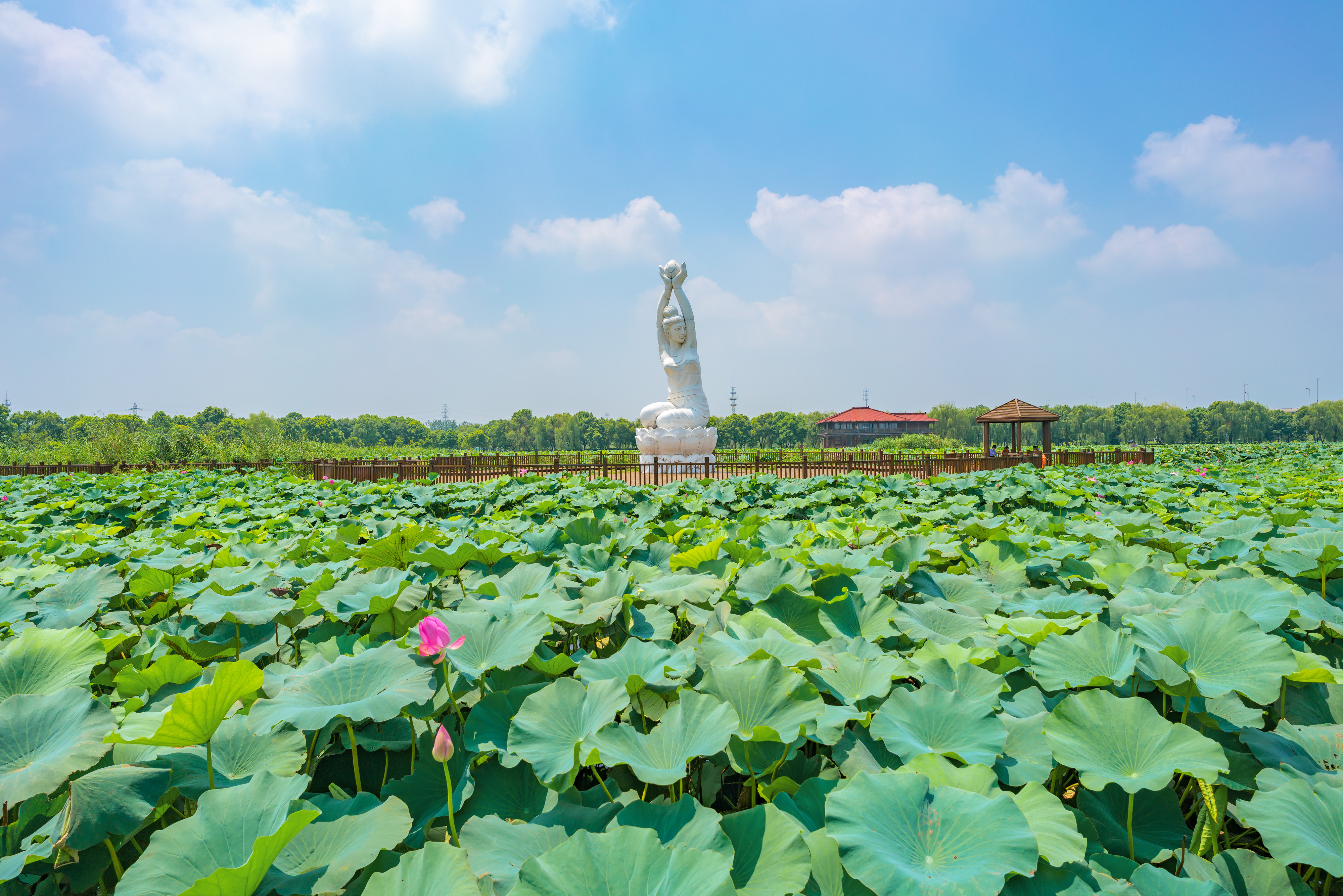 荷塘月色湿地公园